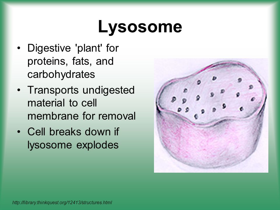 Are there lysosomes in plants?